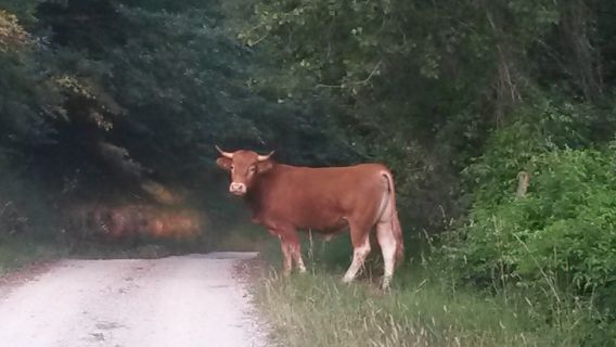 Facciamo strani incontri
